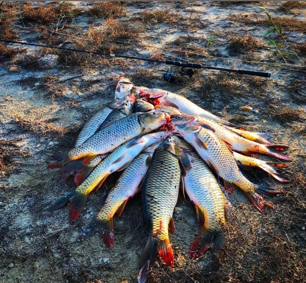 Girne Balık Malzemeleri — Kıbrıs balık avı turu ve olta ekipmanı kullanımı